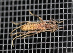 Phlyctaenodes pustulata