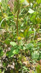 Malachra alceifolia