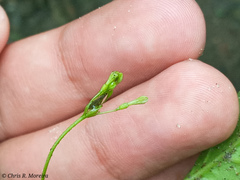 Commicarpus tuberosus