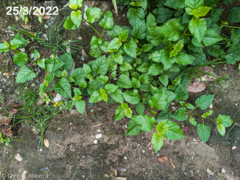 Commicarpus tuberosus