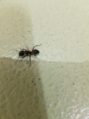 Camponotus ligniperda