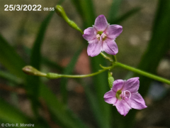 Commicarpus tuberosus