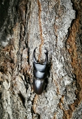 Dorcus reichei