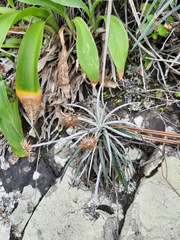 Celmisia major major