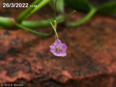 Commicarpus tuberosus