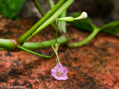 Commicarpus tuberosus