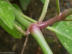 Commicarpus tuberosus