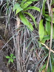 Celmisia major major