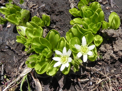 Caltha appendiculata