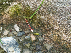 Commicarpus tuberosus