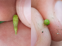 Commicarpus tuberosus