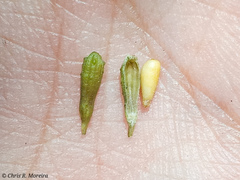 Commicarpus tuberosus