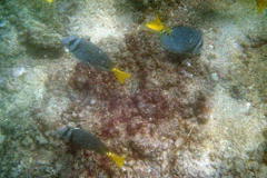 Prionurus laticlavius