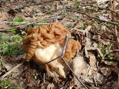 Gyromitra gigas