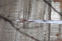 Ondatra zibethicus zibethicus