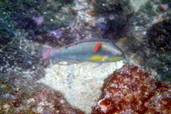 Halichoeres chierchiae