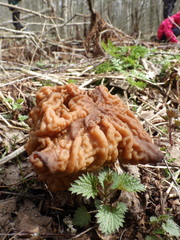 Gyromitra gigas