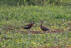 Dendrocygna autumnalis
