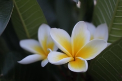 Plumeria obtusa