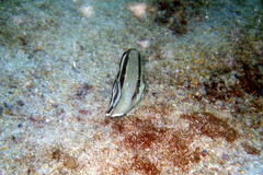 Chaetodon humeralis