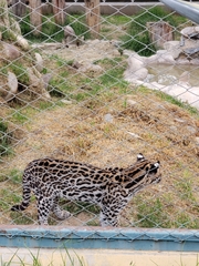 Leopardus