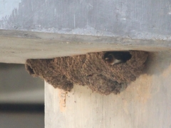 Petrochelidon pyrrhonota