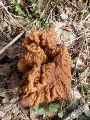 Gyromitra gigas