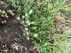 Ornithogalum baeticum