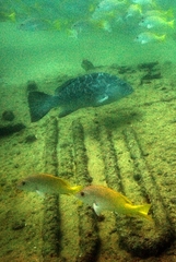 Mycteroperca rosacea