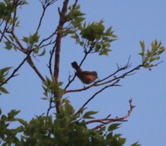 Haemorhous mexicanus