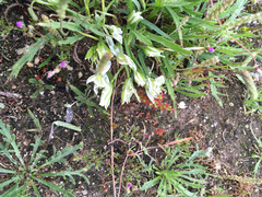 Ornithogalum baeticum