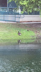 Branta canadensis image