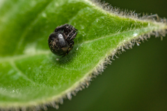 Eriovixia hainanensis