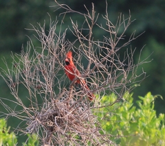 Cardinalis cardinalis