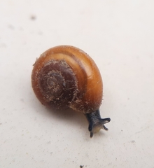 Aegopinella nitidula