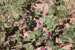 Indigofera auricoma