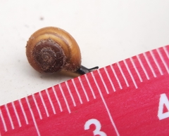 Aegopinella nitidula