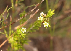 Diosma aristata