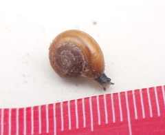 Aegopinella nitidula