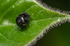 Eriovixia hainanensis