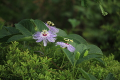 Passiflora incarnata
