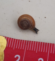 Aegopinella nitidula