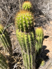 Trichocereus spachianus