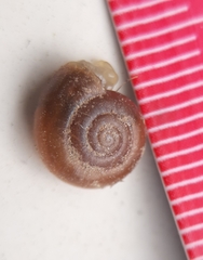 Aegopinella nitidula