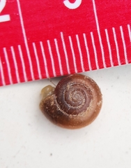 Aegopinella nitidula