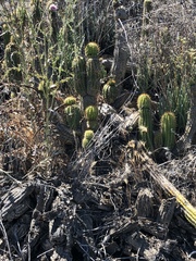 Trichocereus spachianus