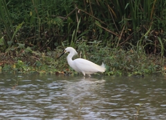 Egretta thula