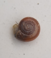 Aegopinella nitidula