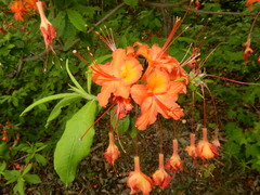 Rhododendron calendulaceum