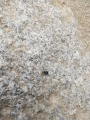 Aulacobaris